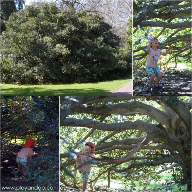 Botanic Park inside tree