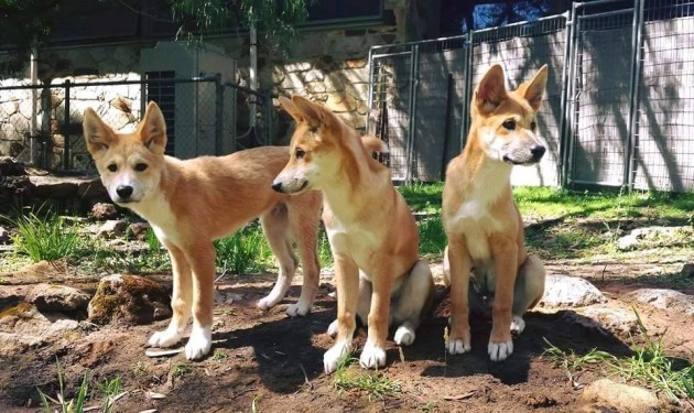 Birthday dingoes