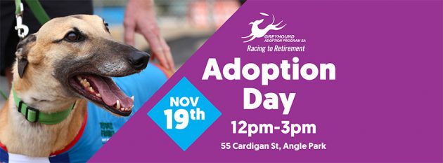 Greyhound Adoption Day