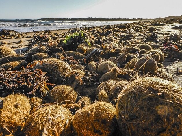 seaweed balls pt elliot