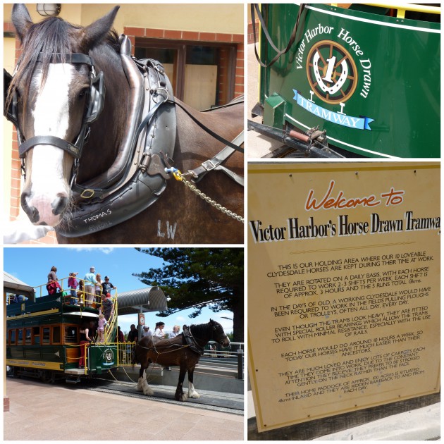 Horse Drawn Tram at Victor Harbor | Step Back In Time