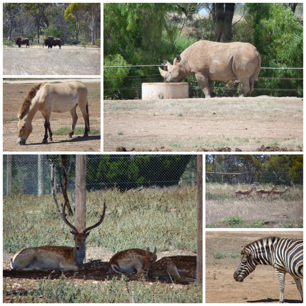 Monarto Zoo