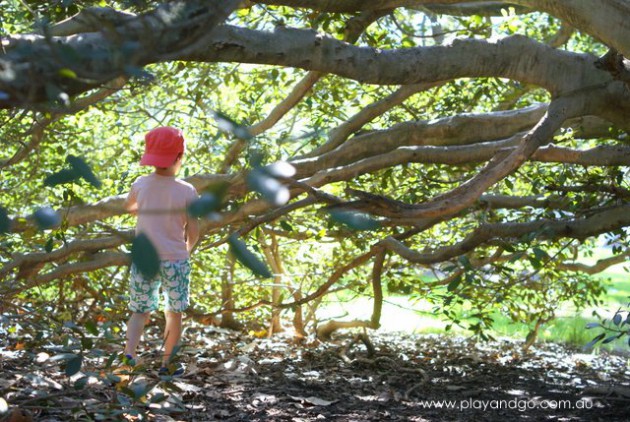 botanic park inside tree 2