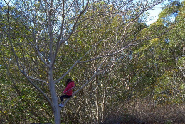 Mt Lofty Botanic 2