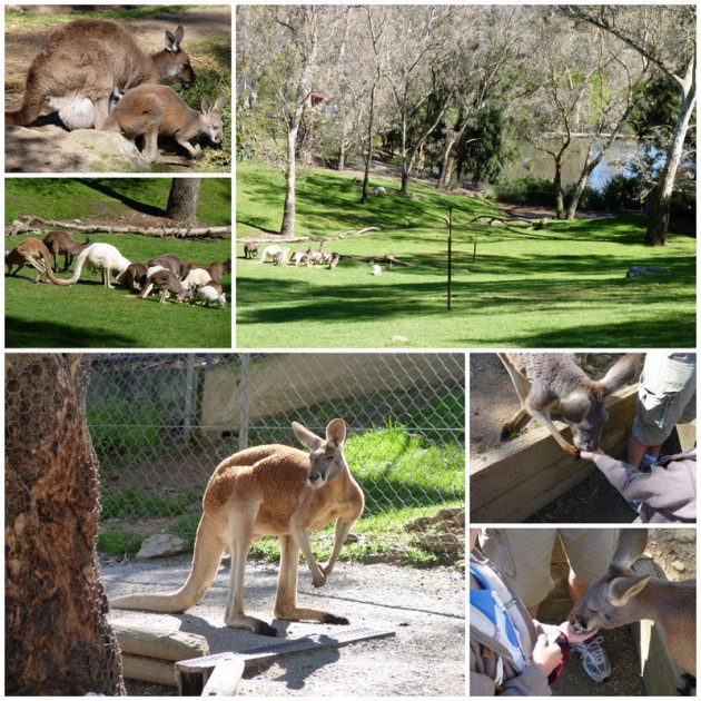 Gorge Wildlife Park Cudlee Creek