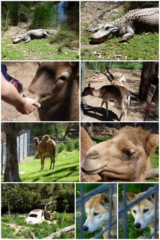 Gorge Wildlife Park Cudlee Creek