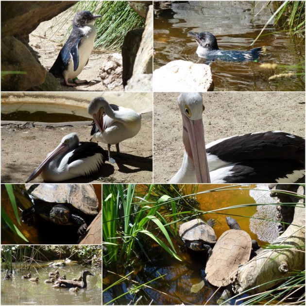 Gorge Wildlife Park Cudlee Creek