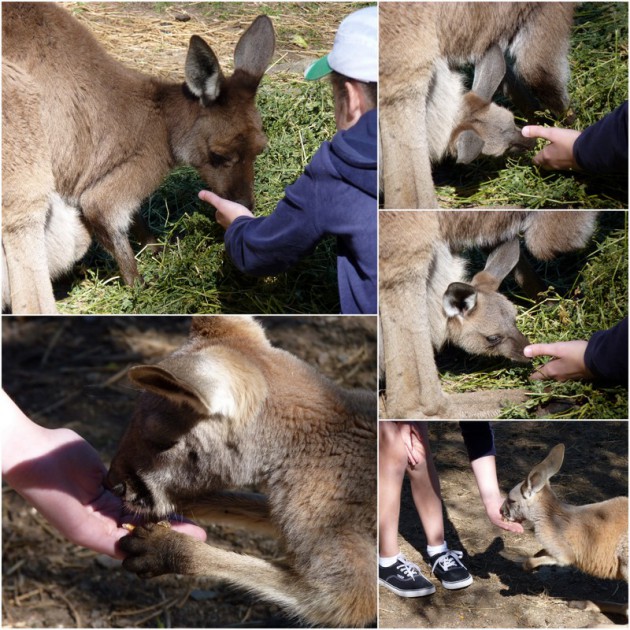 Gorge Wildlife Park Cudlee Creek