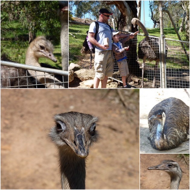 Gorge Wildlife Park Cudlee Creek