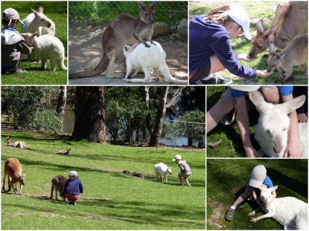 Gorge Wildlife Park Cudlee Creek