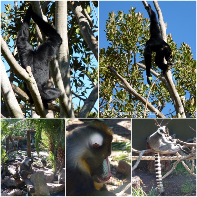 Adelaide Zoo - Well, hello there! Have you seen the Dusky Leaf-monkeys at  Adelaide Zoo? Drop by and watch them in action in the Malayan Tapir  exhibit. 🙈 Did you know there