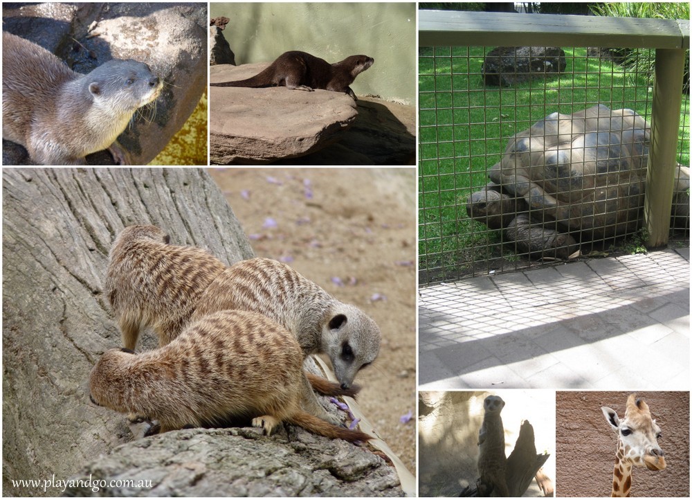 Adelaide Zoo Saving Animals from Extinction Review What's on for