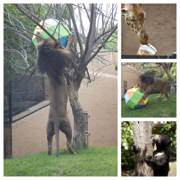Zoo Enrichment Day Pics