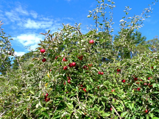 apple picking summertown