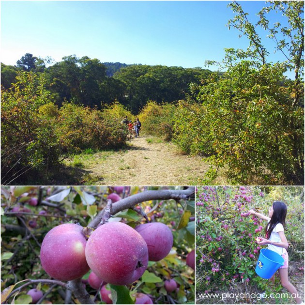 apple picking summertown 2015 (2)