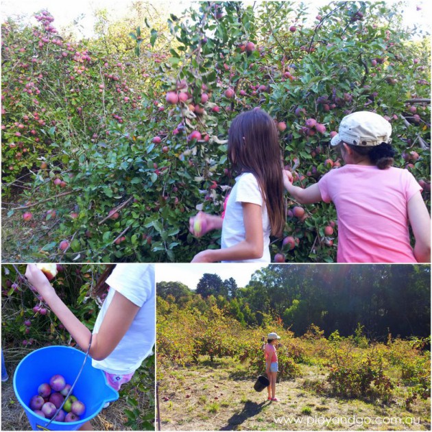apple picking summertown 2015 (4)