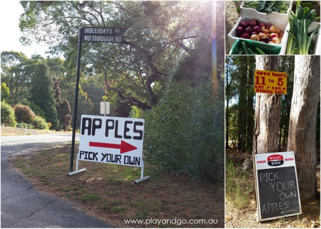 apple picking summertown 2015 (5)