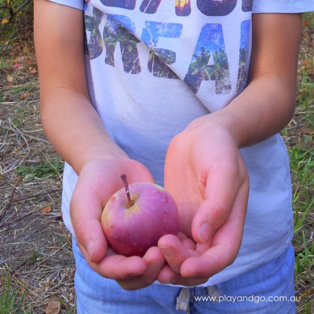 apple picking summertown 2015 (6)