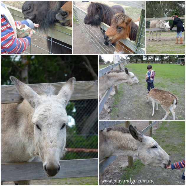 Hahndorf Farm Barn | Children's Farmyard & Wildlife Park - Play and Go