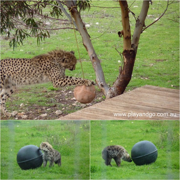 Monarto-zoo-cheetah-play