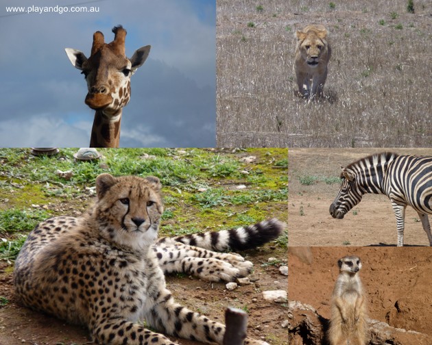 Monarto-zoo-collage-5