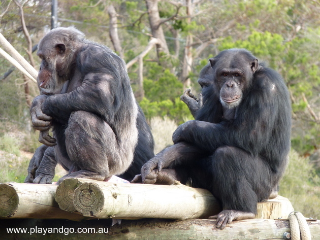 monarto-zoo-chimps-3