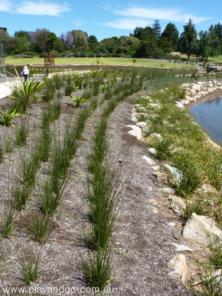 First Creek Wetland | Adelaide Botanic Garden | Review - Play & Go ...