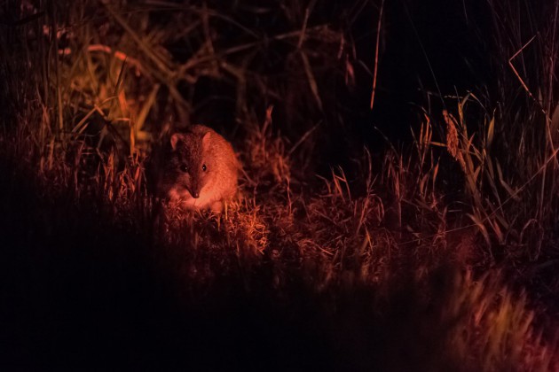 Cleland night walk image