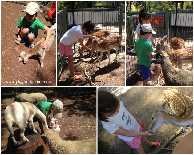 childrens-zoo-hand-feeding