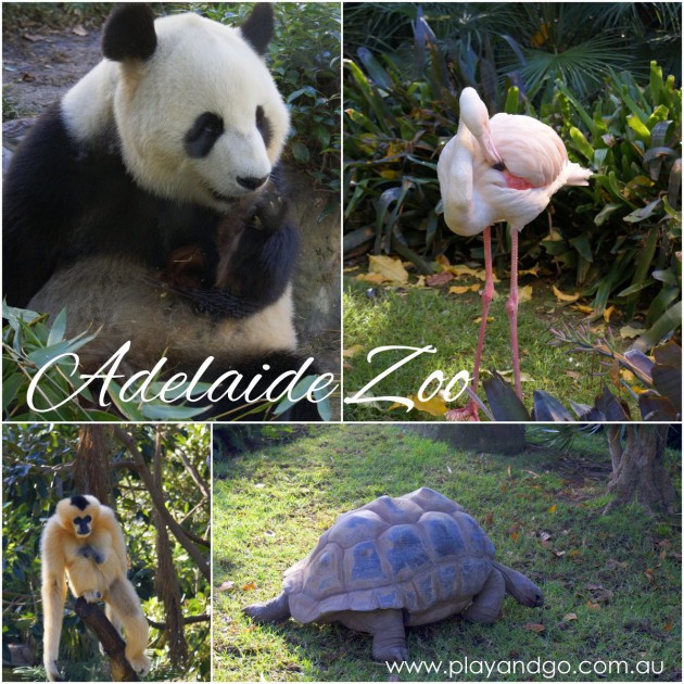 Adelaide Zoo animal collage-001