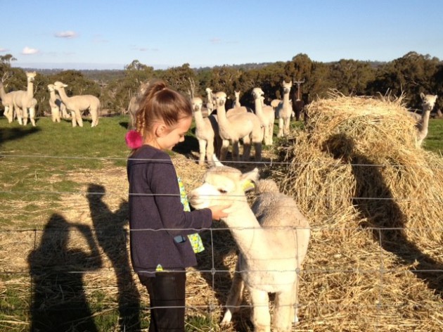 aust-alpaca-week-pic1