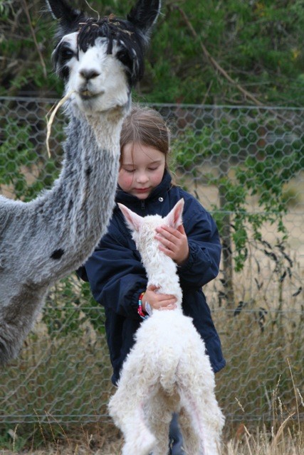 aust-alpaca-week-pic2