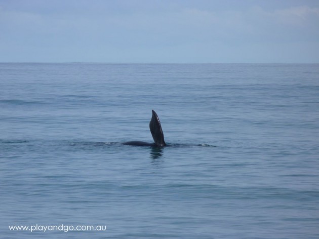 Whale Watching Season Victor Harbor May - October