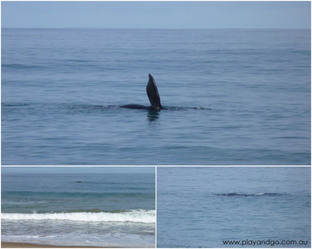 whale-watching-2010b