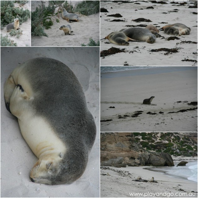 Kangaroo Island Family Holiday Seal Bay