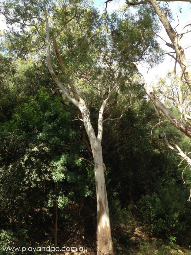 Morialta Conservation Park Review