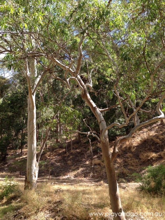 Morialta Conservation Park Review