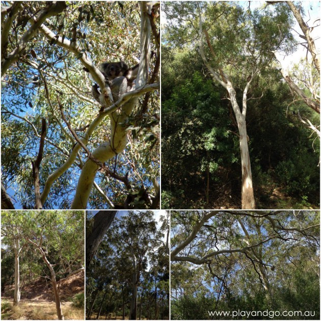 Morialta Conservation Park Review