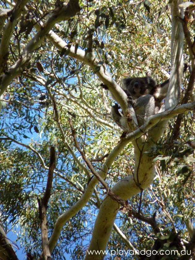 Morialta Conservation Park Review