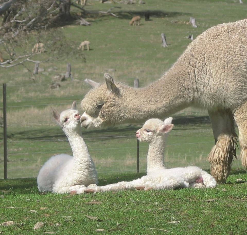 Herd the news? Australian alpaca numbers near 400,000 after baby boom, Rural Australia