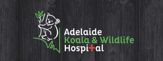 Koala Hospital 