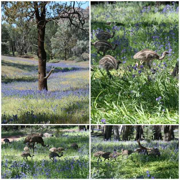 Inside Wipena Pound Flinders Ranges