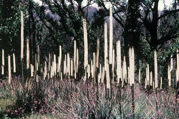 para-wirra-kangaroo-tails-gal