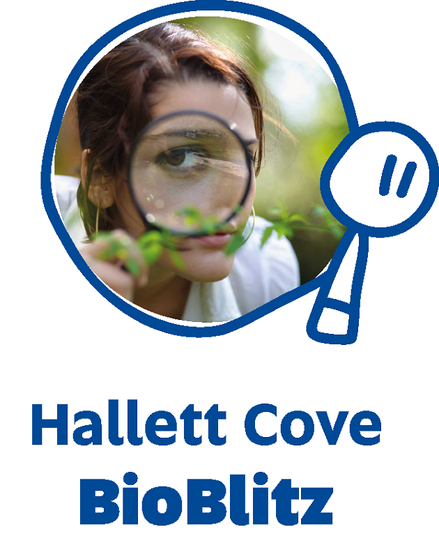 Hallett-Cove-BioBlitz