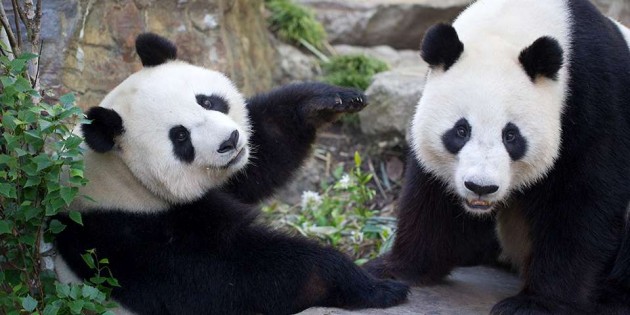 adelaide zoo panda