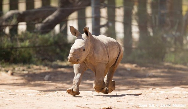 Monarto rhino