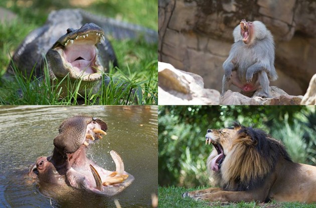 zoo collage