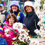 Willunga Almond Blossom Festival