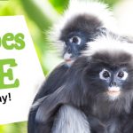 Free Adelaide Zoo entry for dads
