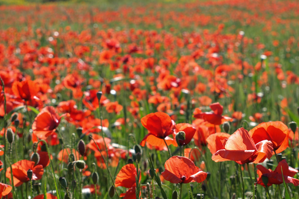 Mount Lofty Botanic Garden Poppy Blitz 24 Sep 2016 What S On